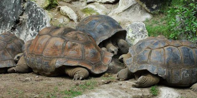 Tortoises cave reserve rodrigues (2)